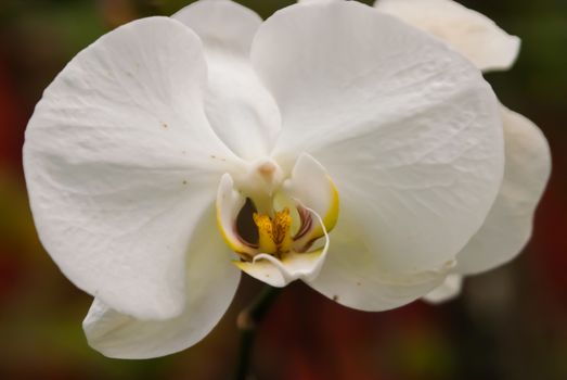 Single white bloom in Botanical garden