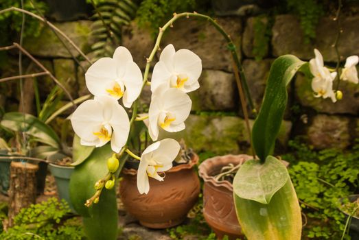 White flowers growing in clay pots