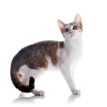 Multi-colored small kitten. Kitten on a white background. Small predator. Small cat.