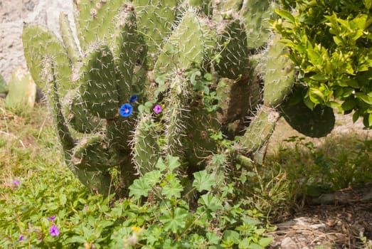 Flowers peek through the thorny cactus