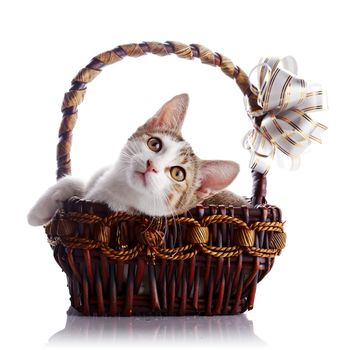 Kitten in a basket with a bow. Multi-colored small kitten. Kitten on a white background. Small predator. Small cat.