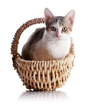 Kitten in a basket. Multi-colored small kitten. Kitten on a white background. Small predator. Small cat.