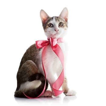 Kitten with a bow. The kitten with a pink tape. Multi-colored small kitten. Kitten on a white background. Small predator. Small cat.