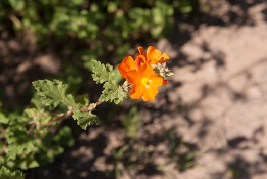 Orange flowers in desert Springtime