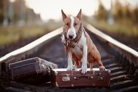 The bull terrier looks for the house. The dog waits for the owner. The lost dog. Bull terrier on the road. Dog on rails. Dog with suitcases.