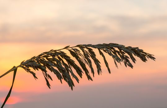 Silhouette of sea oats plant and leaves against the rising sun in South Florida beach