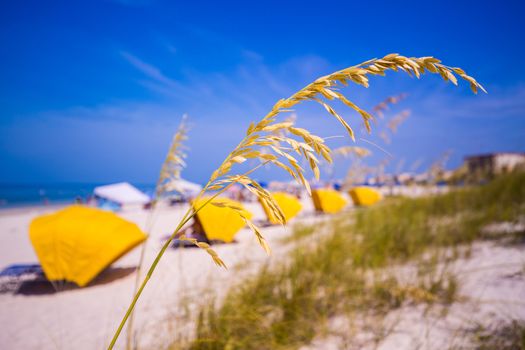 Sea Oats frame the sand on Madiera Beach with yellow sun shades in Florida on Gulf of Mexico
