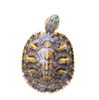 Red Eared Slider Turtle isolated on white background