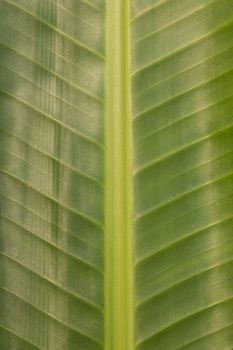 banana leaf texture,background
