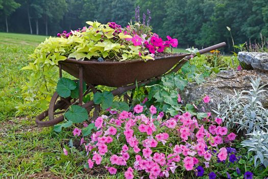 An old rusty wheelbarrow with flowers.