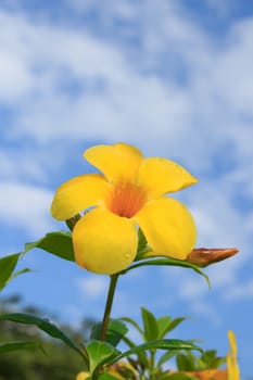yellow flower on blue sky  in the morning