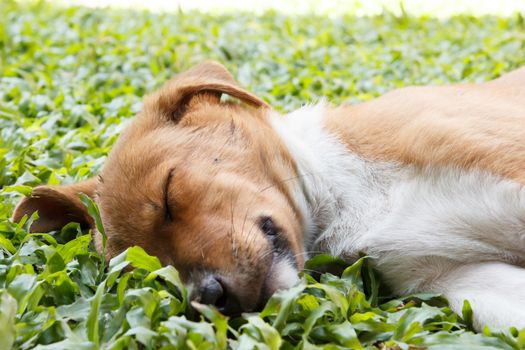 brown and white puppy sleeping in the grass