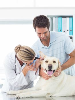 Female veterinarian examining ear of dog with man in hospital