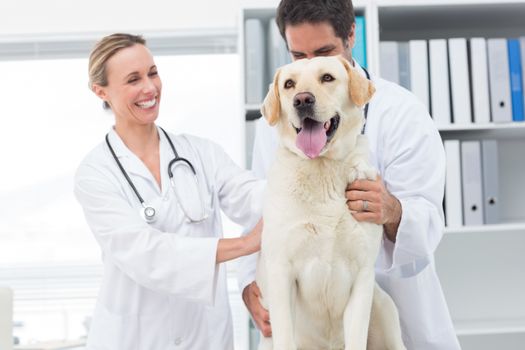 Happy veterinarians examining dog in clinic