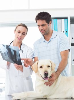 Female vet and pet owner discussing Xray of dog in clinic