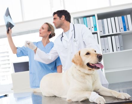 Veterinarian with colleague discussing Xray of dog in clinic