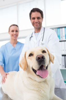 Portrait of confidence veterinarians with dog in clinic