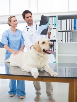Male veterinarian with colleague discussing Xray of dog in hospital