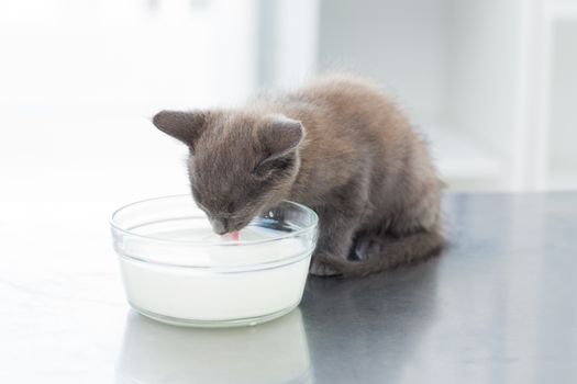 Cute kitten drinking milk from bowl on table