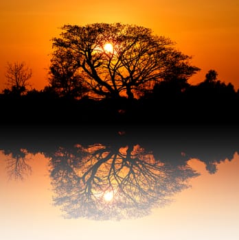 Sunrise silhouette behind the trees at Thailand