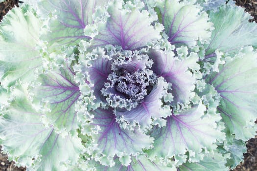top view close up Longlived Cabbage