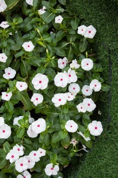 White vinca flowers in the garden