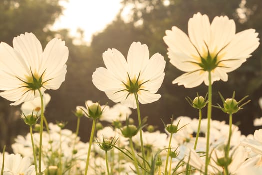 White cosmos flowers in the morning