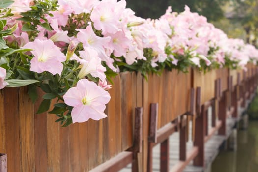 Pink petunia flowers with wooden bridge