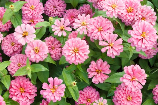 Blossom Pink Zinnia Flowers in Garden