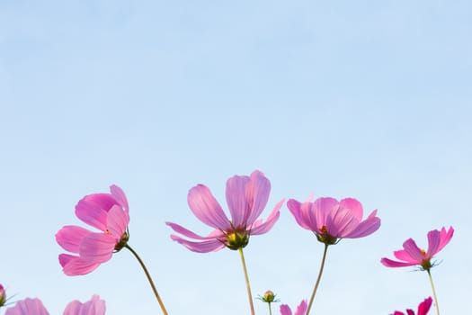 Beautiful pink cosmos flowers on sky background