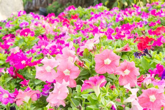 colorful petunia flowers in garden