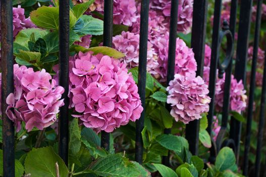 hortensia behind the grid of the garden