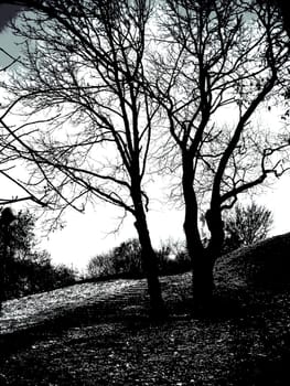 Photo of autumn trees in a black - white colors