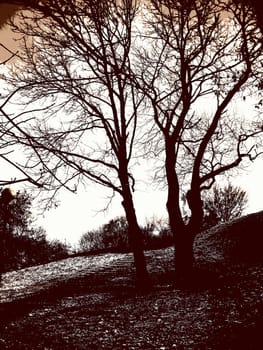 Photo of autumn trees