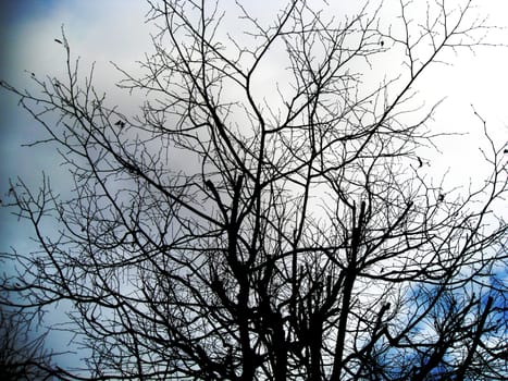 Photo of autumn trees