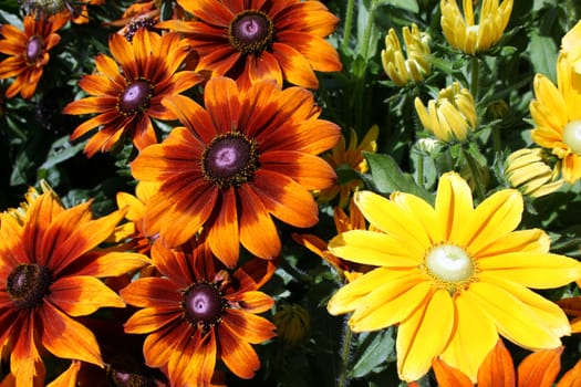 Closeup of summer flowers in botanical garden