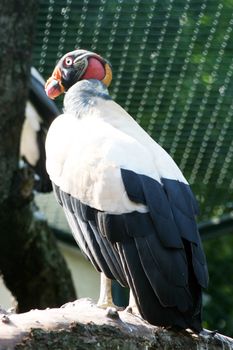 Big condor at Frankfurt zoo