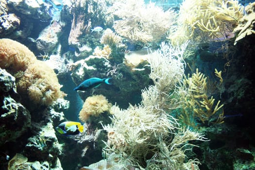 Beautiful marine life, amazing colorful coral garden