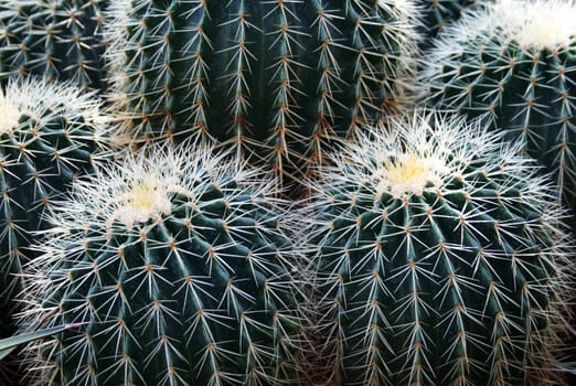 Cactus in The Palmengarten in Frankfurt am Main, Germany