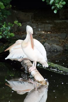 Big pelican at the Frankfurt zoo