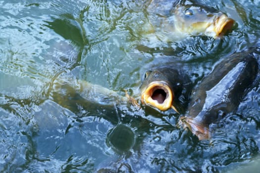 Flock of carps in a pond