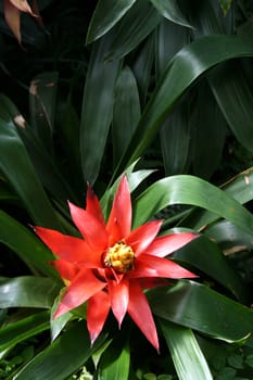 Closeup of summer flower in botanical garden
