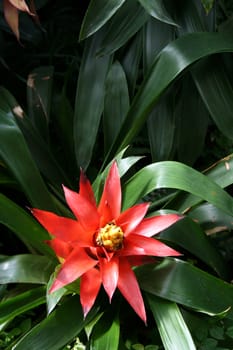 Closeup of summer flower in botanical garden