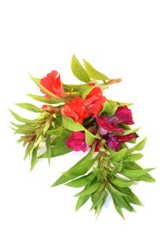 Chinese medicinal herb on a white background