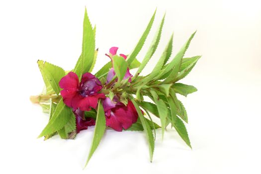 Chinese medicinal herb on a white background