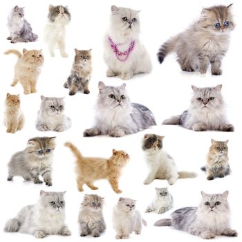 group of persian cats in front of a white background