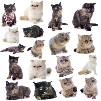 exotic shorthair cats in front of a white background