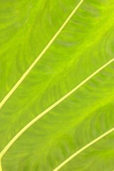 Close-up of fresh green leaf as background