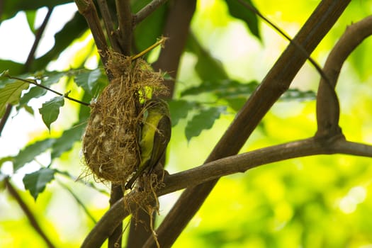 Bird (Olive-backed Sunbird) feeding new born chicks