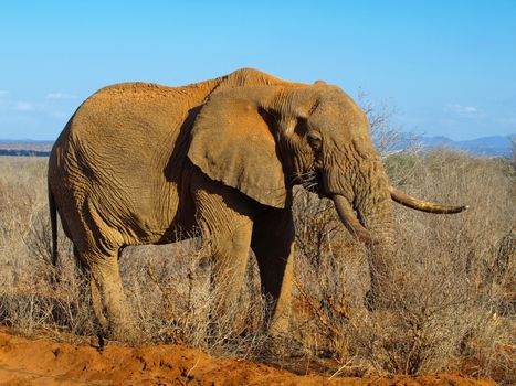 Old wrinkled elephant standing in african bush